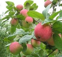 Какие сорта яблонь лучше сажать в Московской области